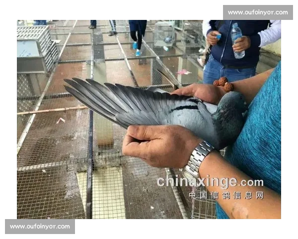 赛鸽竞赛规则与比赛过程全解析如何训练与参赛成功的关键因素